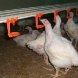 Kakve se pojilice mogu napraviti za ćurke